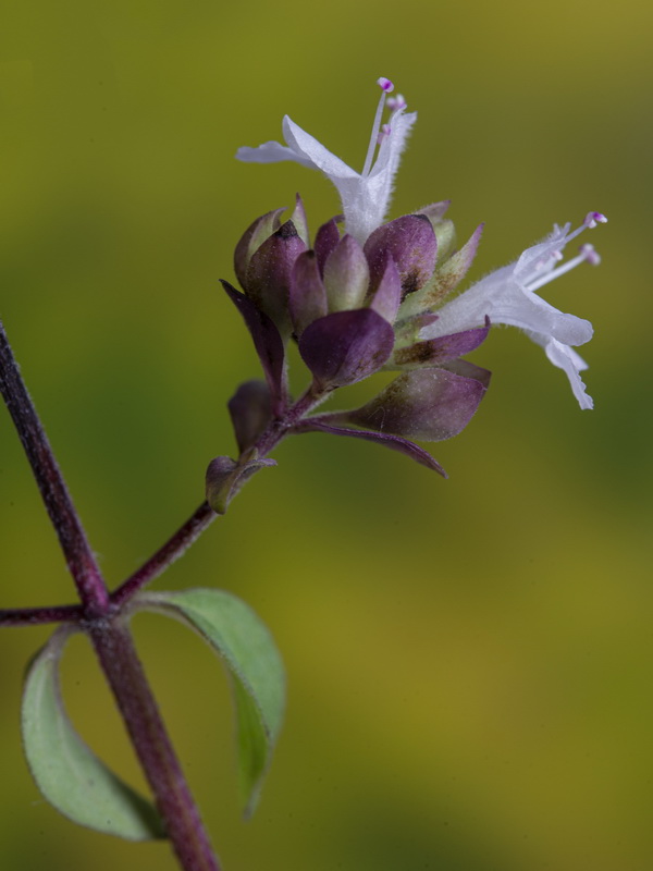 Origanum vulgare vulgare.18