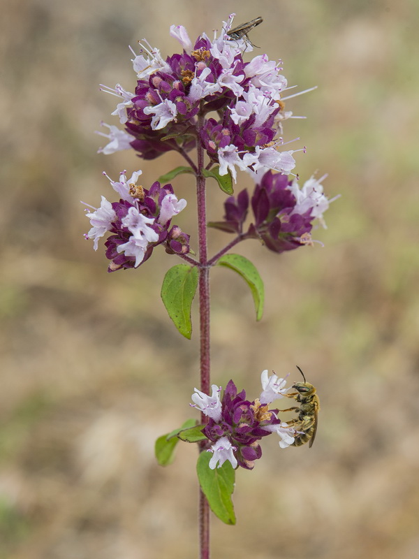 Origanum vulgare vulgare.19