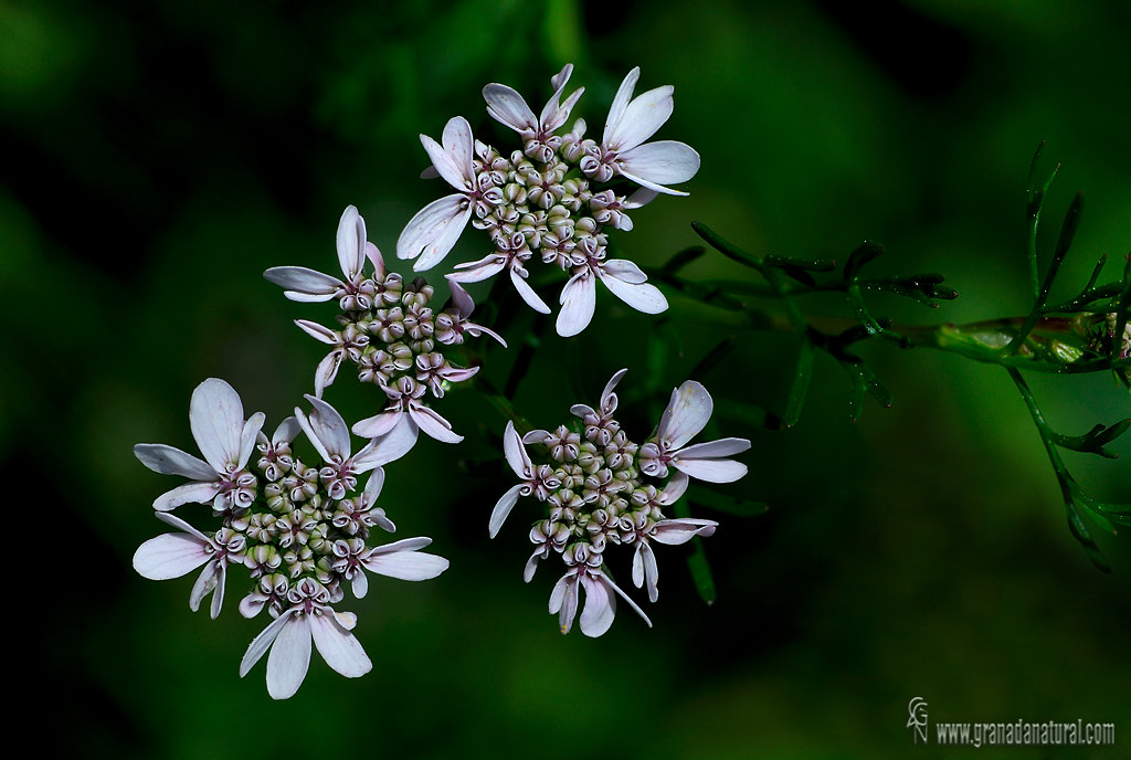 Orlaya daucoides