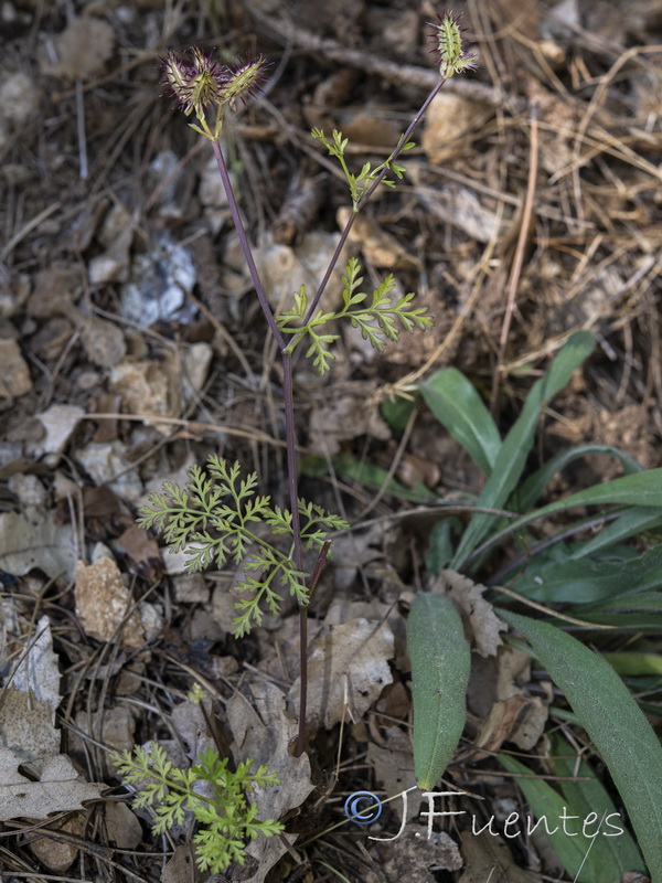 Orlaya daucoides.01