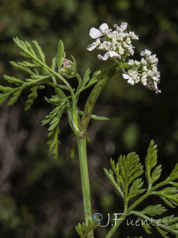 Orlaya daucoides.05