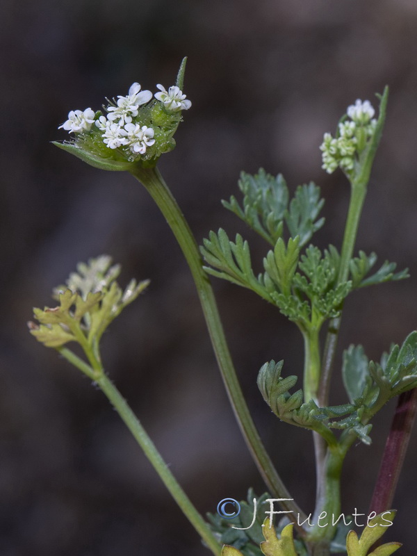 Orlaya daucoides.07