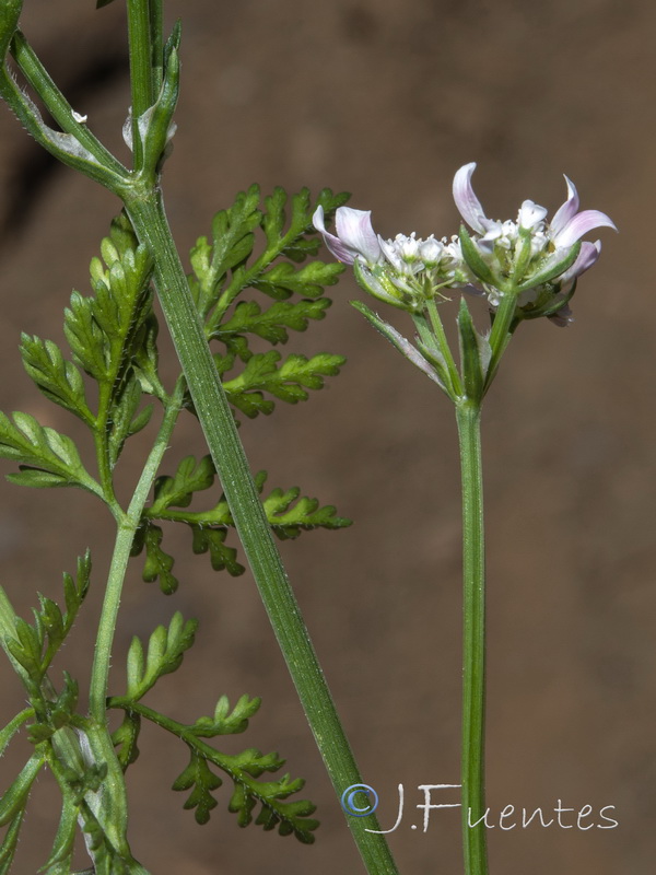 Orlaya daucoides.08