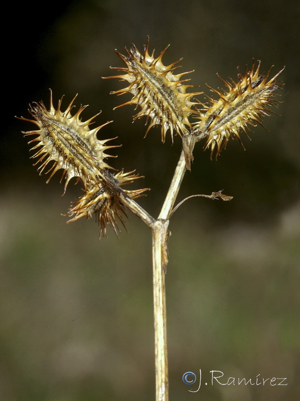 Orlaya daucoides.13