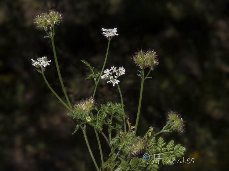 Orlaya platycarpos.01
