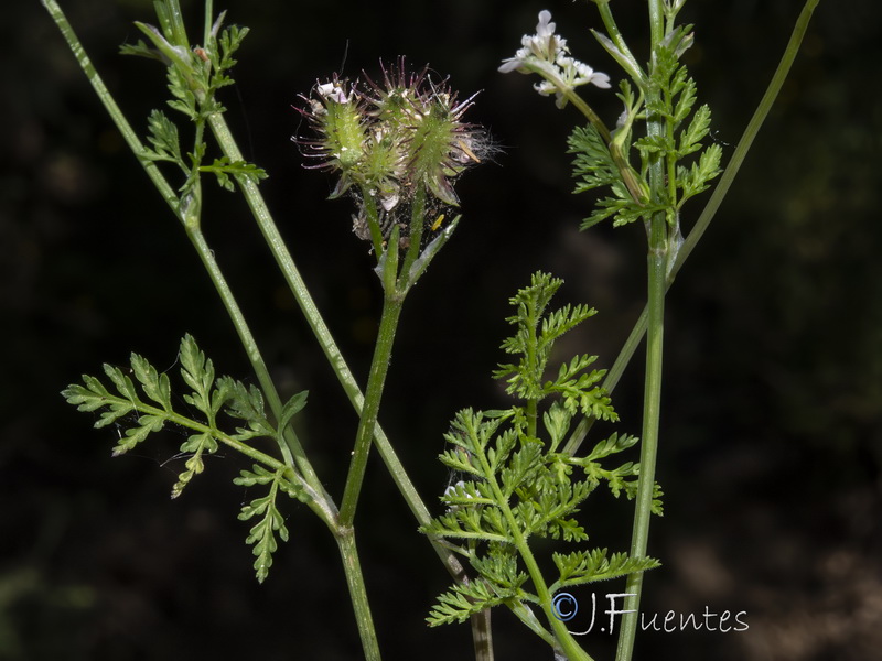 Orlaya platycarpos.02