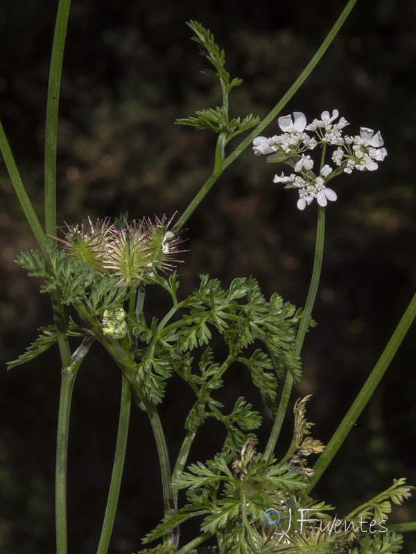 Orlaya platycarpos.03