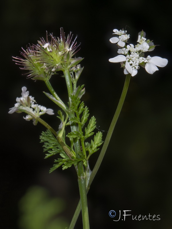 Orlaya platycarpos.04