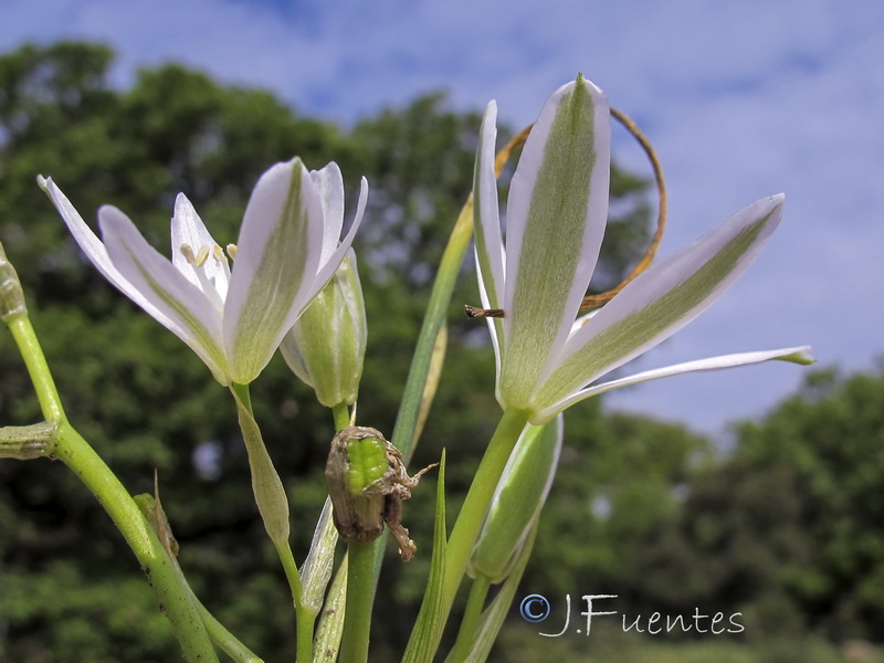 Ornithogalum algeriense.04