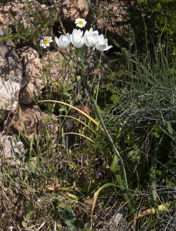 Ornithogalum arabicum.02