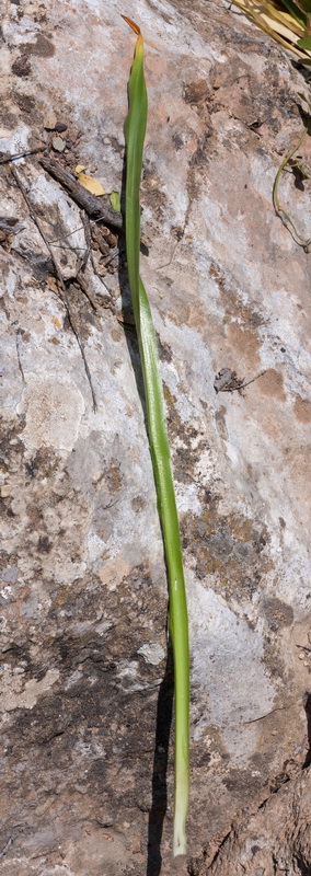 Ornithogalum arabicum.03