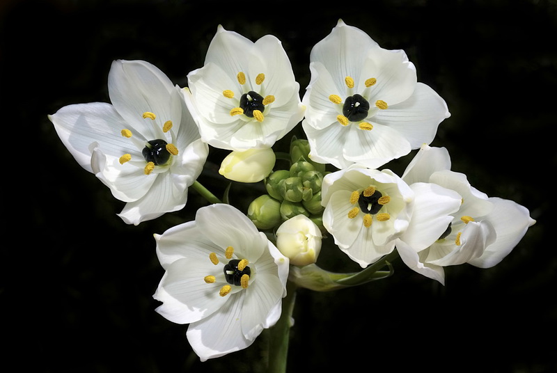 Ornithogalum arabicum.05