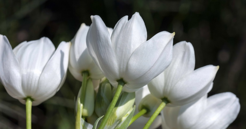 Ornithogalum arabicum.08