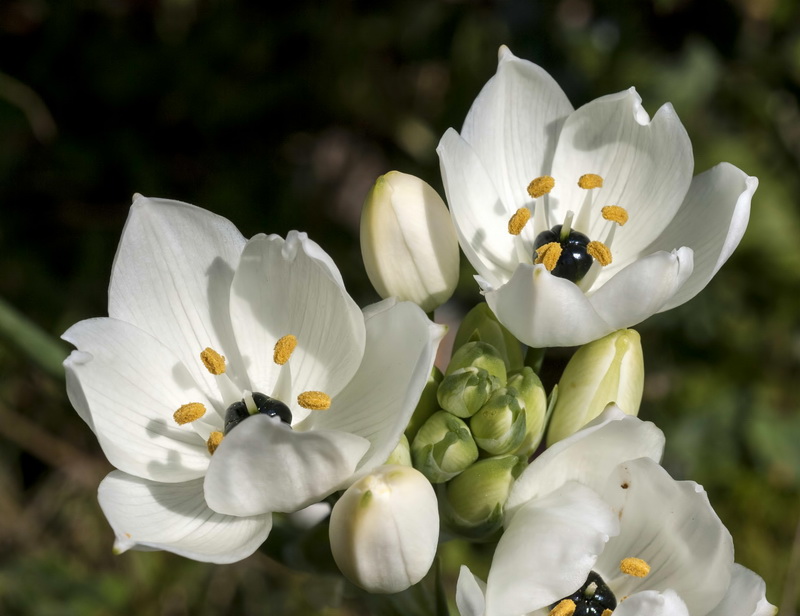 Ornithogalum arabicum.11