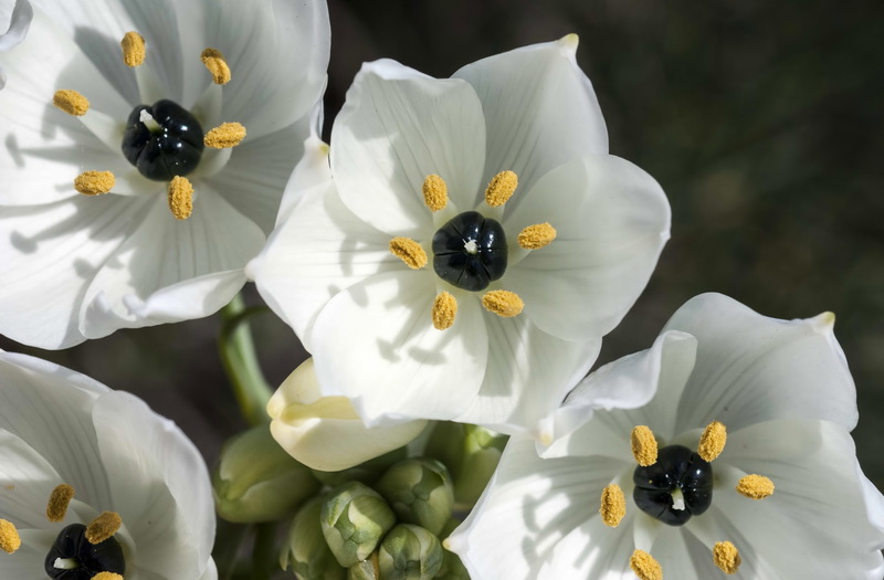 Ornithogalum arabicum.16