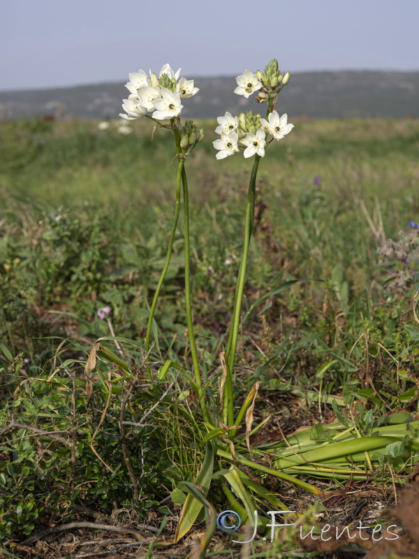 Ornithogalum arabicum.01