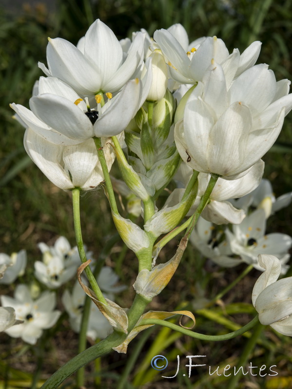 Ornithogalum arabicum.23