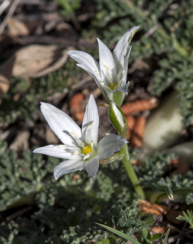 Ornithogalum baeticum.01