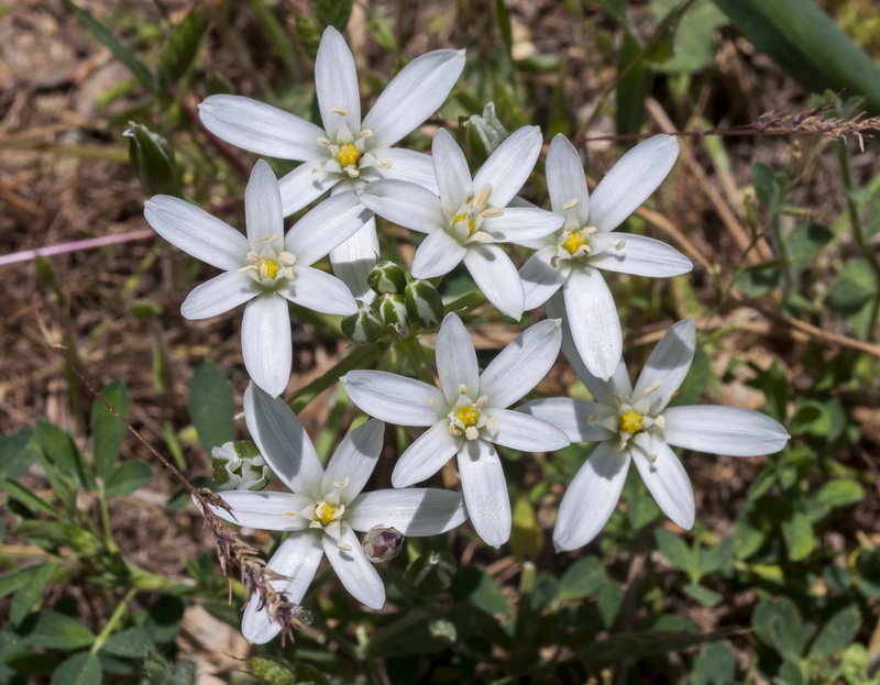 Ornithogalum baeticum.02