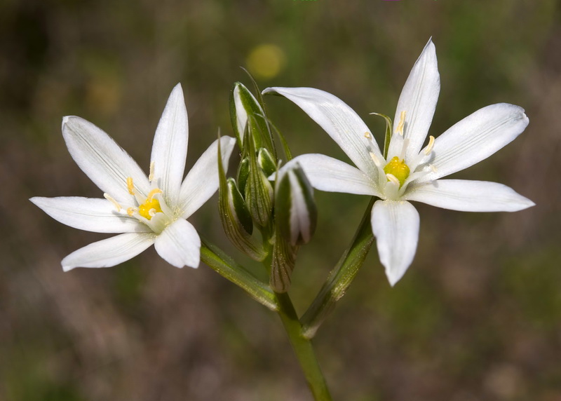 Ornithogalum baeticum.04