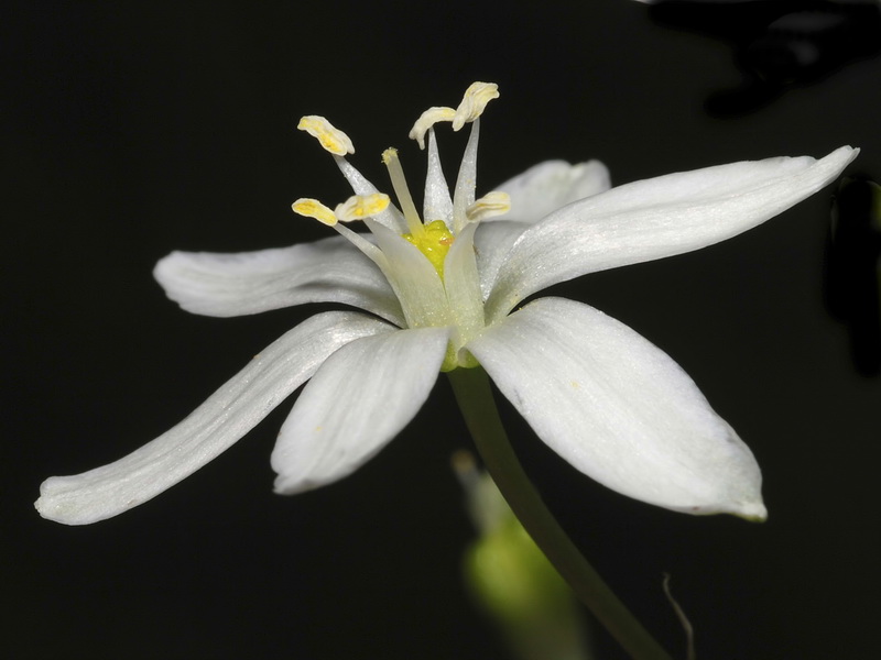 Ornithogalum baeticum.12