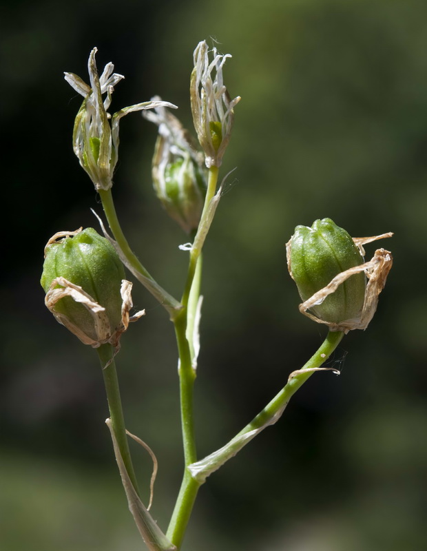 Ornithogalum baeticum.15