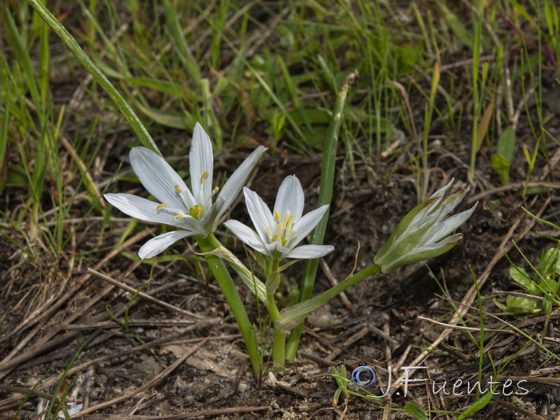 Ornithogalum baeticum.18