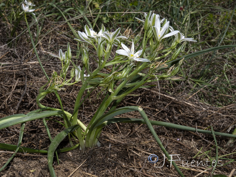 Ornithogalum baeticum.19
