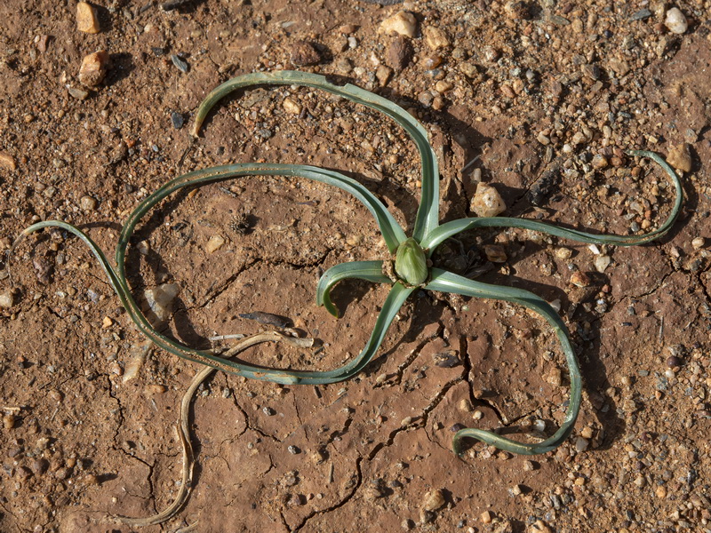 Ornithogalum baeticum.21