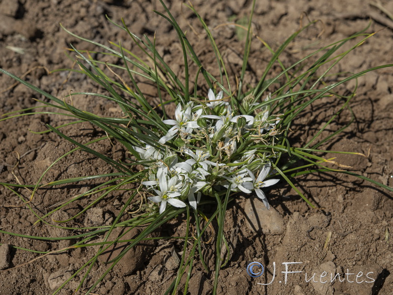 Ornithogalum bourgaeanum.01