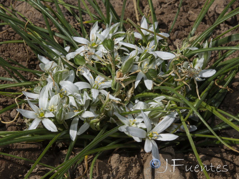 Ornithogalum bourgaeanum.02