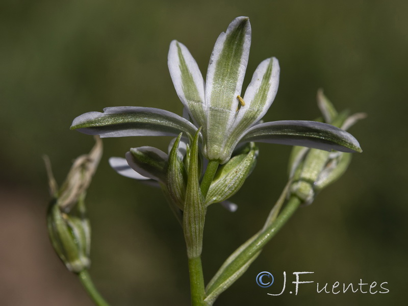 Ornithogalum bourgaeanum.06