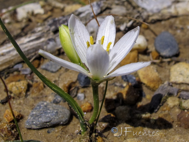 Ornithogalum broteroi.04