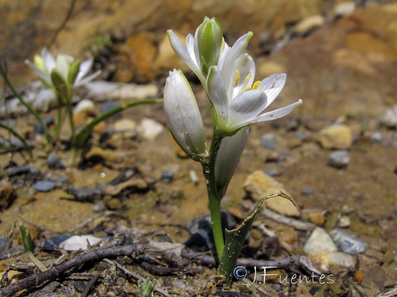 Ornithogalum broteroi.06