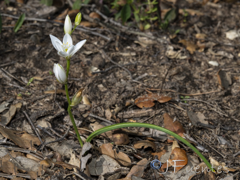 Ornithogalum broteroi.03
