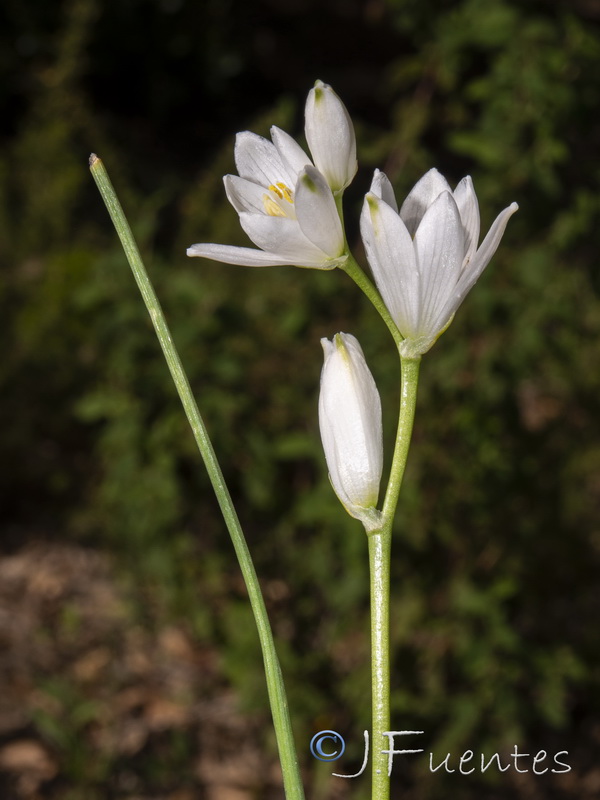 Ornithogalum broteroi.12