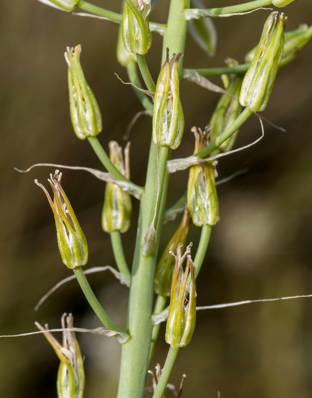 Ornithogalum narbonense.09