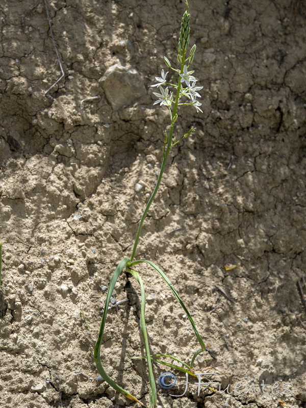 Ornithogalum narbonense.10