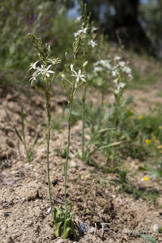 Ornithogalum narbonense.11
