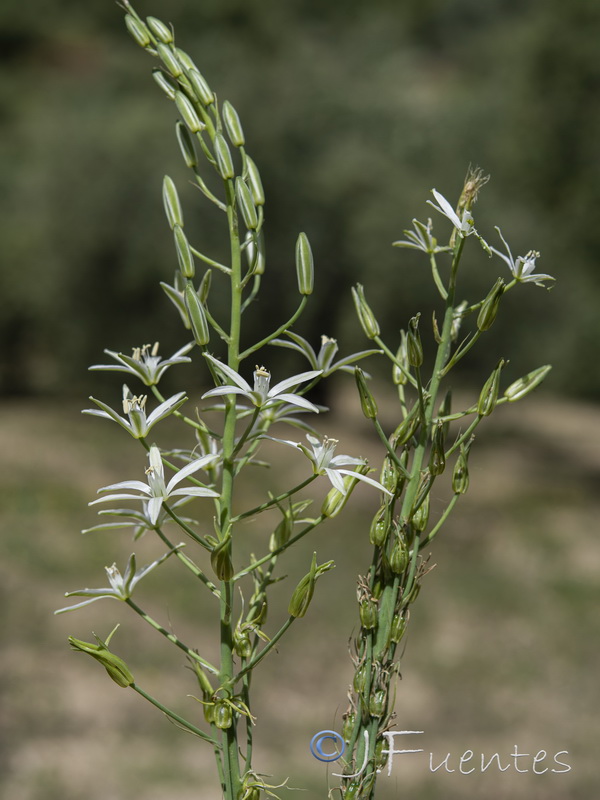 Ornithogalum narbonense.13