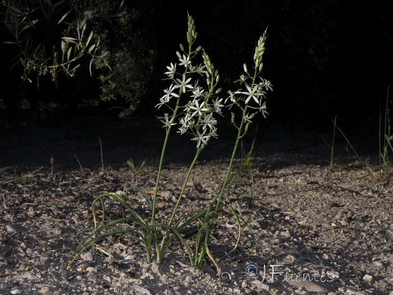 Ornithogalum narbonense.19
