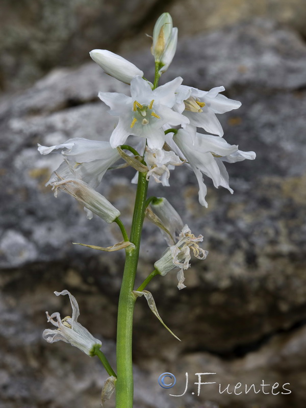 Ornithogalum reverchonii .06
