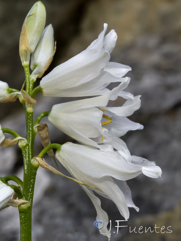 Ornithogalum reverchonii .08
