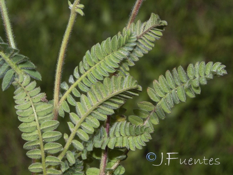 Ornithopus compressus.02