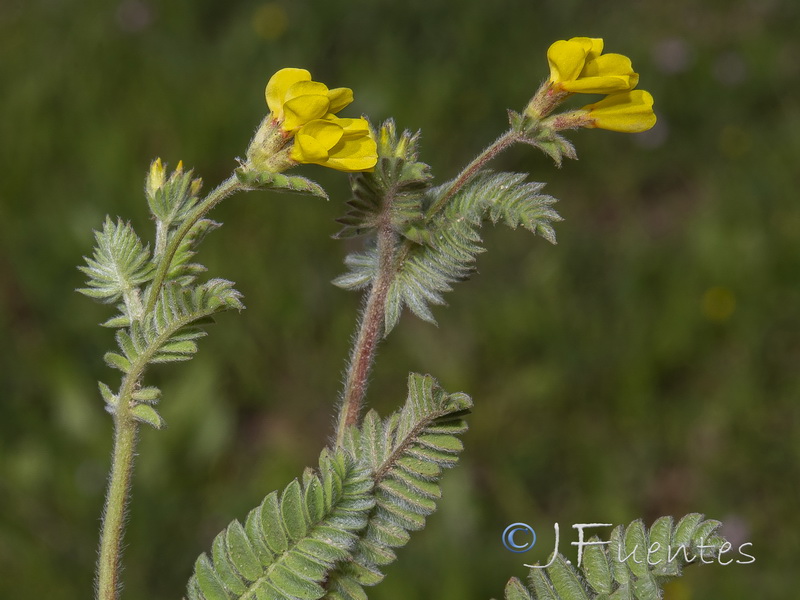 Ornithopus compressus.05