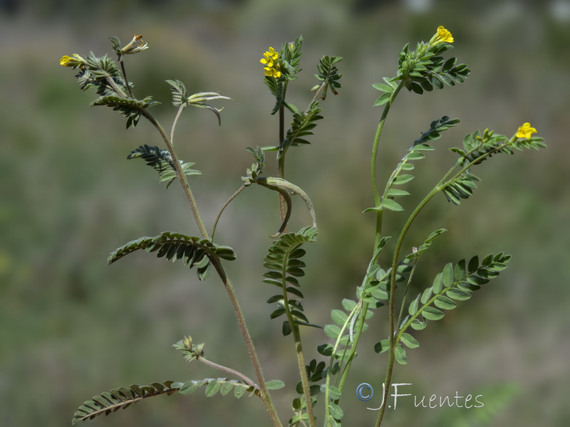 Ornithopus compressus.11