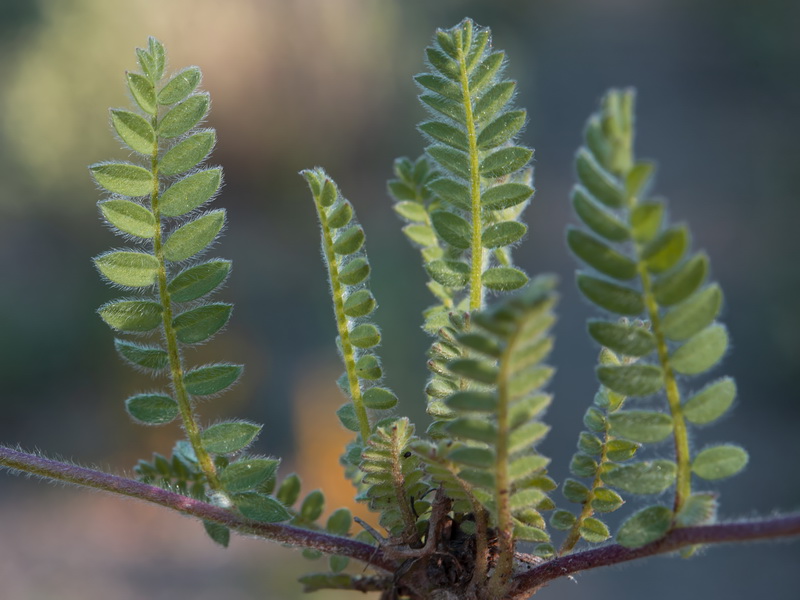 Ornithopus compressus.15