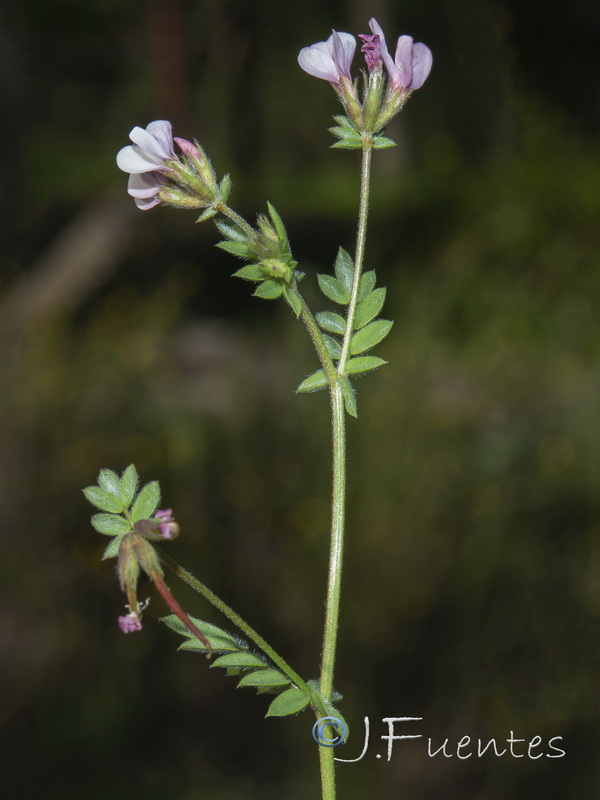 Ornithopus sativus isthmocarpus.03