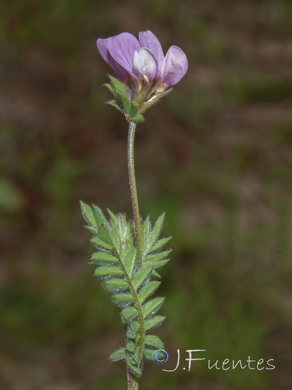 Ornithopus sativus isthmocarpus.04