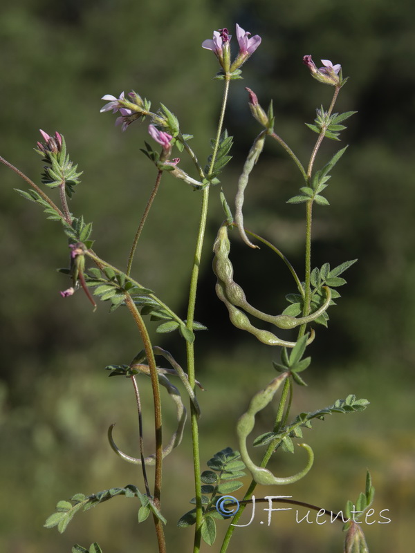 Ornithopus sativus isthmocarpus.06